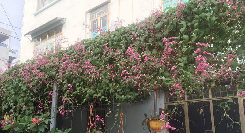 Top 5 cây trồng ban công chống nắng tốt nhất - hoa tigon top-5-cay-trong-ban-cong-chong-nang-tot-nhat-4.jpg