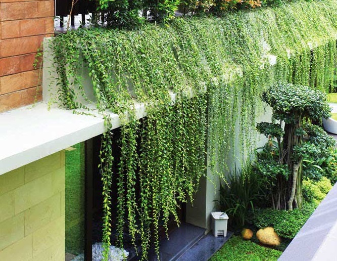 Top 5 cây trồng ban công chống nắng tốt nhất - cúc tần ấn độ top-5-cay-trong-ban-cong-chong-nang-tot-nhat-5.jpg