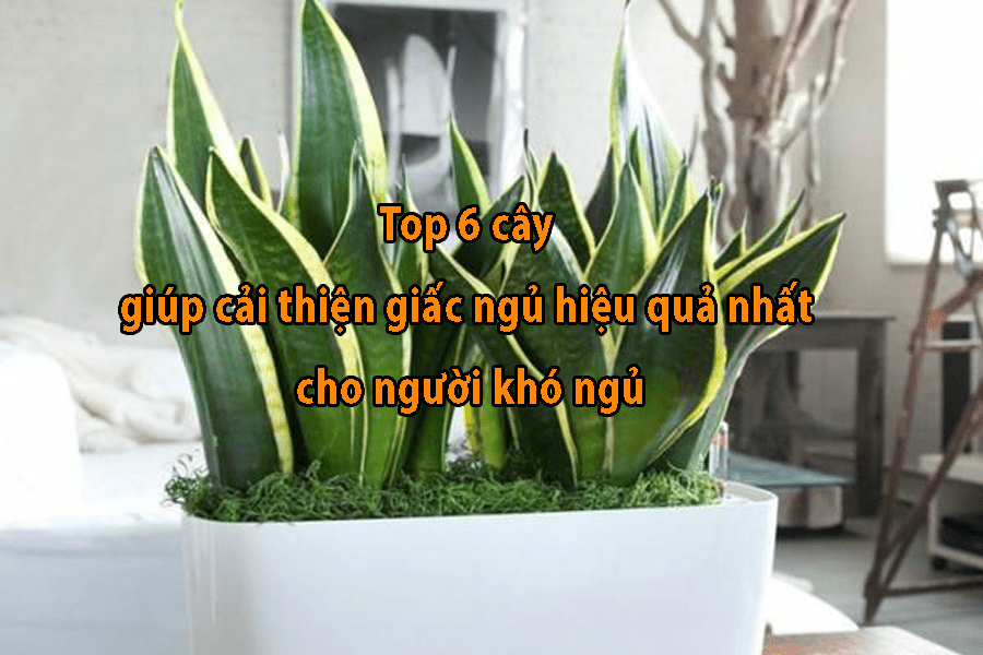 Top 6 cây giúp cải thiện giấc ngủ hiệu quả nhất cho người khó ngủ