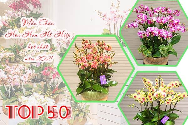 top-nhung-mau-chau-lan-ho-diep-hot-1 Top những mẫu chậu hoa lan hồ điệp hot năm 2021