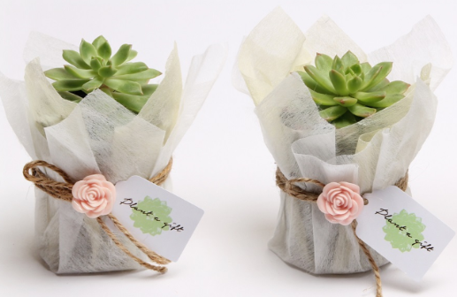 gói cây cảnh làm quà tặng trang-tri-cay-canh-lam-qua-tang2.png