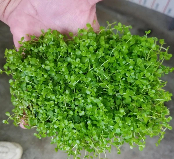 trc3a2n-chc3a2u-thc6b0e1bb9dng Trân châu thường