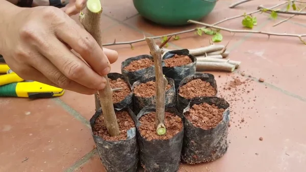 trồng cành giâm
