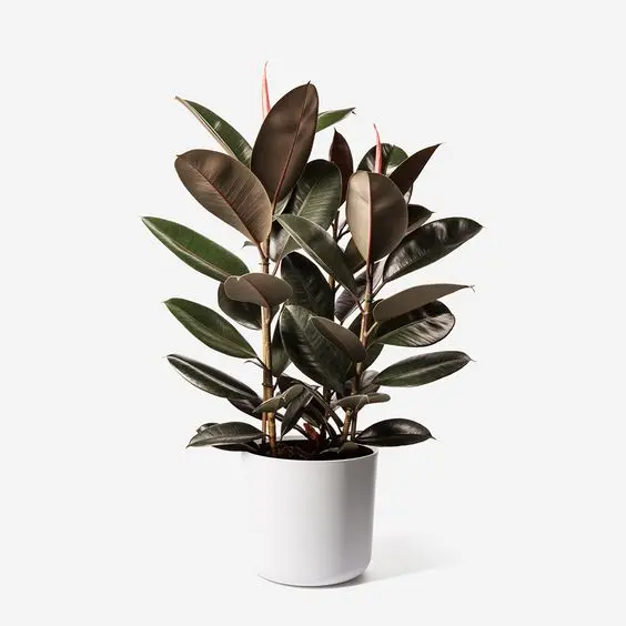 tre1bb93ng-cc3a2y-c491a-bc3bap-c491e1bb8f-2ccc3a2y-ce1baa3nh-ban-cc3b4ng trồng cây đa búp đỏ ,cây cảnh ban công