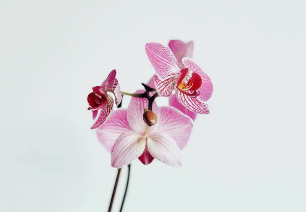 Trồng cây - chăm sóc hoa lan