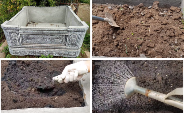 Trồng hành lá bằng gốc trong bồn