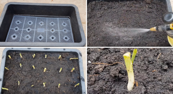 Trồng hành lá bằng gốc trong chậu