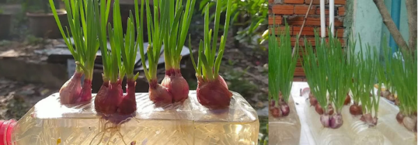 Trồng hành lá thủy canh bằng củ hành tím