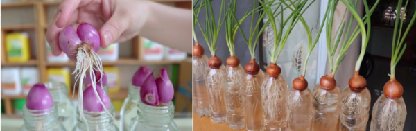 Trồng hành lá thủy canh bằng hành củ