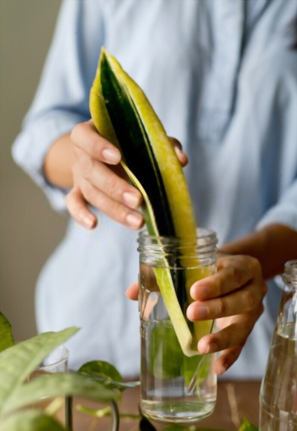 tre1bb93ng-lc6b0e1bba1i-he1bb95-the1bba7y-sinh trồng lưỡi hổ thủy sinh