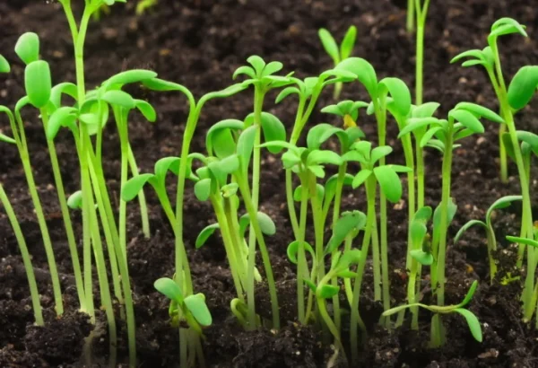 Trồng mầm rau muống trên đất