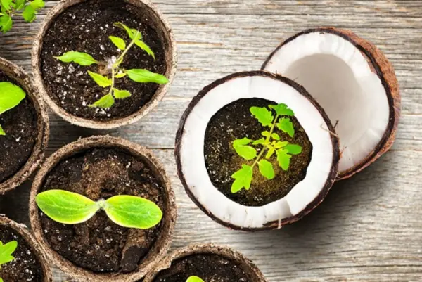 Trồng rau mầm bằng xơ dừa đơn giản