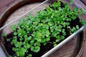 Trồng rau mầm trong khay
