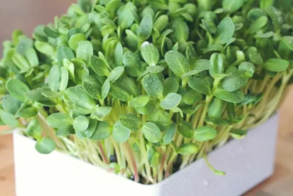 Trồng rau mầm trong thùng xốp