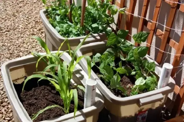 Trồng rau sạch tại nhà bằng thùng xốp, hộp nhựa