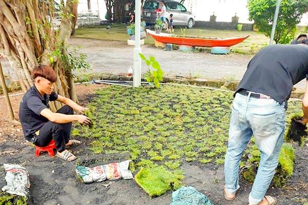 Trồng cỏ nhung bằng cách cấy