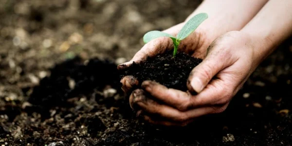 Tro trấu được ủ hoai mục