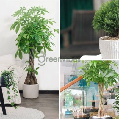 trong-cay-canh-trong-nha-co-tot-khong-1-400x400-2 Trồng cây cảnh trong nhà có tốt không? Nên bố trí cây nào tốt nhất?