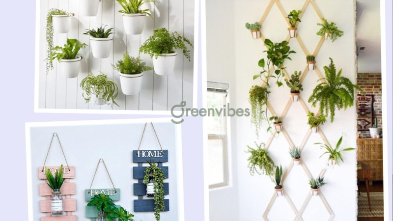 Trồng cây cảnh trong nhà có tốt không? Cây cảnh tô điểm không gian