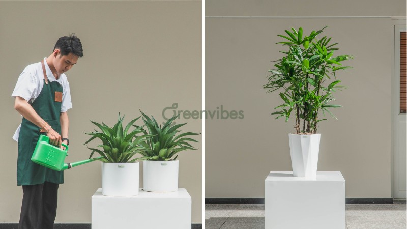 Một số mẫu cây tại Greenvibes