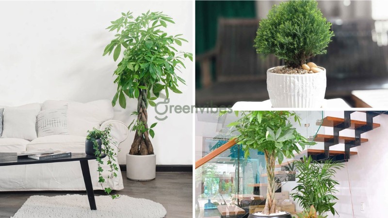 Trồng cây cảnh trong nhà có tốt không? Chọn cây nào tốt nhất?