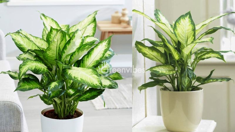 trong-cay-gi-truoc-nha-de-tranh-xui-xeo-10 Cây vạn niên thanh