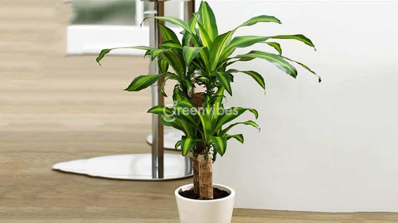 trong-cay-gi-truoc-nha-de-tranh-xui-xeo-11 Cây thiết mộc lan