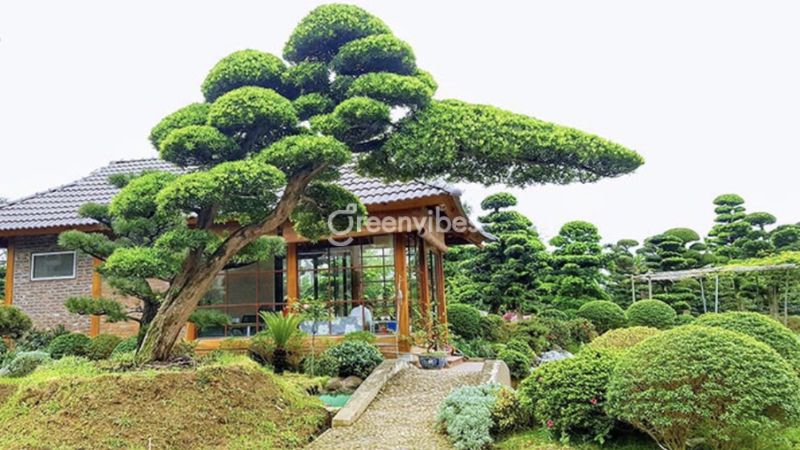 trong-cay-gi-truoc-nha-de-tranh-xui-xeo-12 Cây tùng