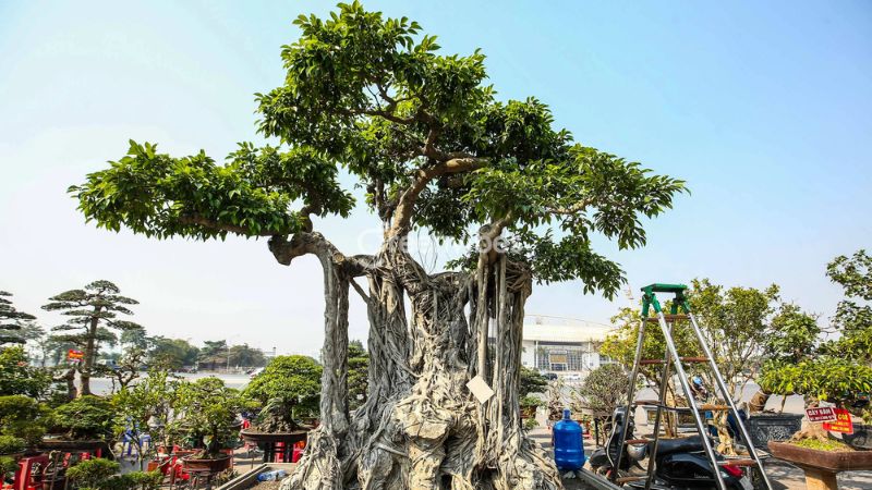 trong-cay-gi-truoc-nha-de-tranh-xui-xeo-13 Cây sanh