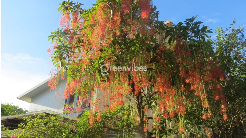 trong-cay-gi-truoc-nha-de-tranh-xui-xeo-3 Cây lộc vừng