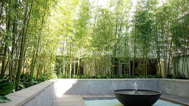 trong-cay-gi-truoc-nha-de-tranh-xui-xeo-5 Cây tre trúc cảnh