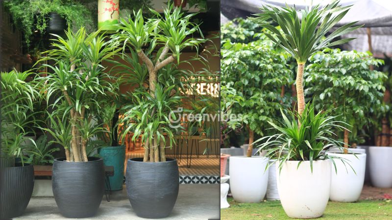 trong-cay-gi-truoc-nha-de-tranh-xui-xeo-6 Cây đại lộc