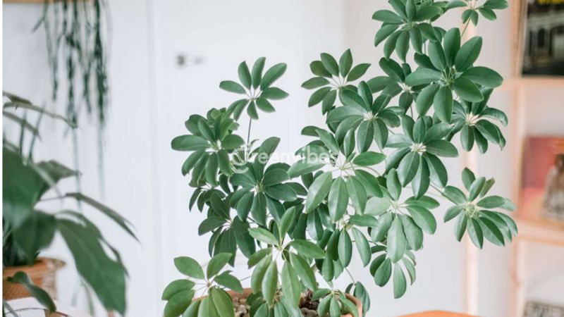 trong-cay-gi-truoc-nha-de-tranh-xui-xeo-7 Cây ngũ gia bì