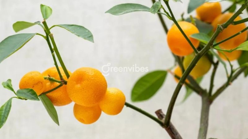 trong-cay-gi-truoc-nha-de-tranh-xui-xeo-8 Cây cảnh họ cam, chanh