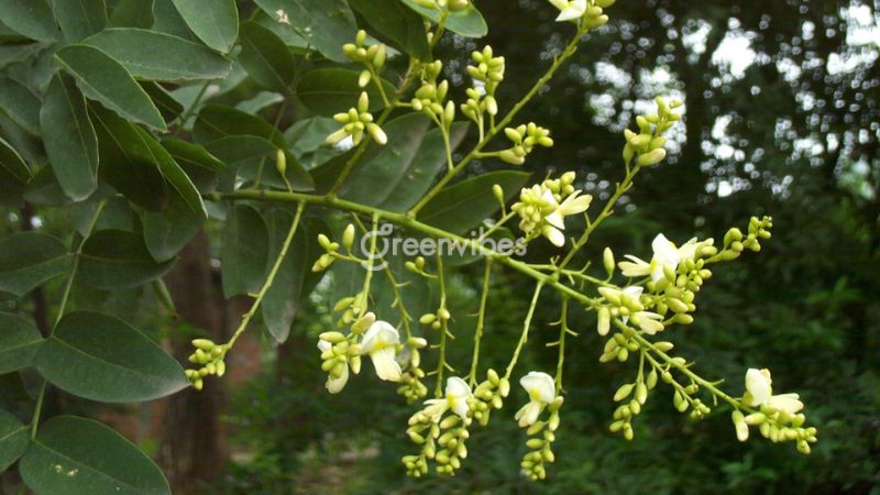 trong-cay-gi-truoc-nha-de-tranh-xui-xeo-9 Cây hoa hòe