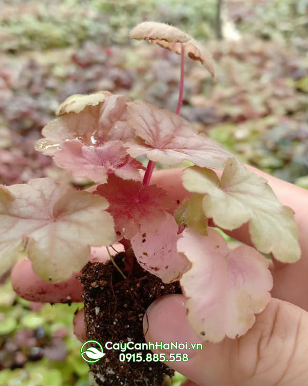 Trồng cây Heuchera bằng hạt