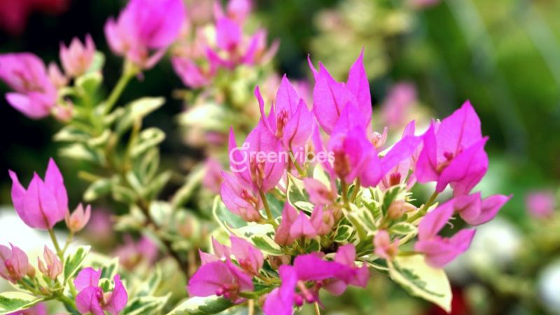 Trồng cây hoa giấy trước nhà có tốt không? Nên trồng ở đâu?