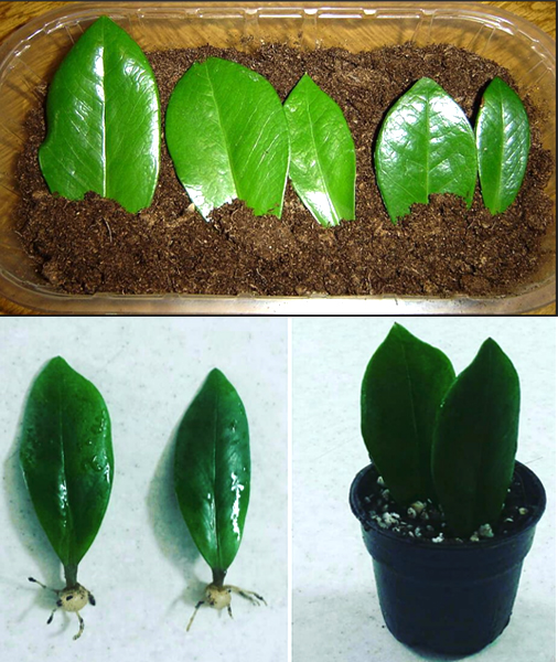 Trồng cây Kim tiền bằng cách giâm lá trong-cay-kim-tien-bang-cach-giam-la.jpg