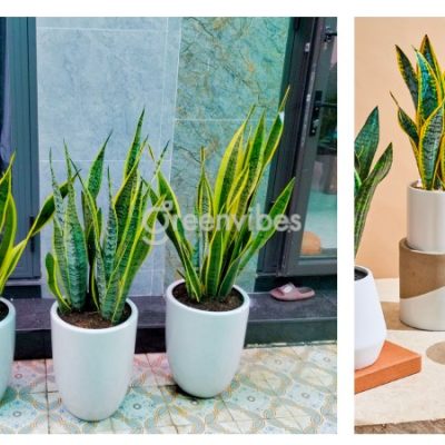 trong-cay-luoi-ho-truoc-nha-co-tot-khong-1-400x400-3 Trồng cây lưỡi hổ trước nhà có tốt không? Những lưu ý khi trồng
