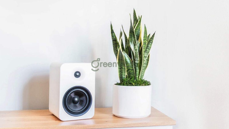 trong-cay-luoi-ho-truoc-nha-co-tot-khong-2 Chậu cây lưỡi hổ xinh xắn đặt bàn