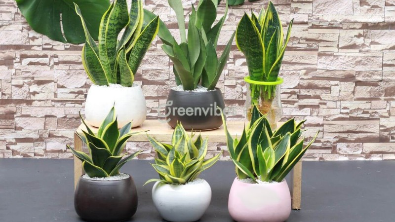 trong-cay-luoi-ho-truoc-nha-co-tot-khong-3 Trồng cây lưỡi hổ trước nhà có tốt không?