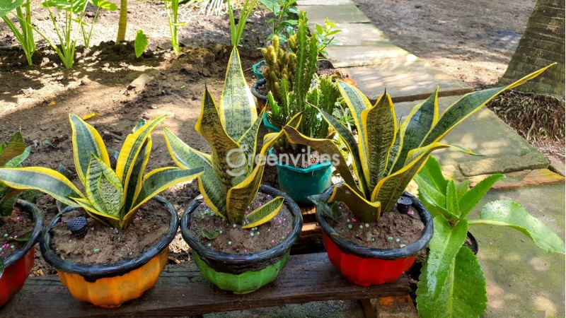 trong-cay-luoi-ho-truoc-nha-co-tot-khong-5 Cây lưỡi hổ được chăm sóc phát triển tốt