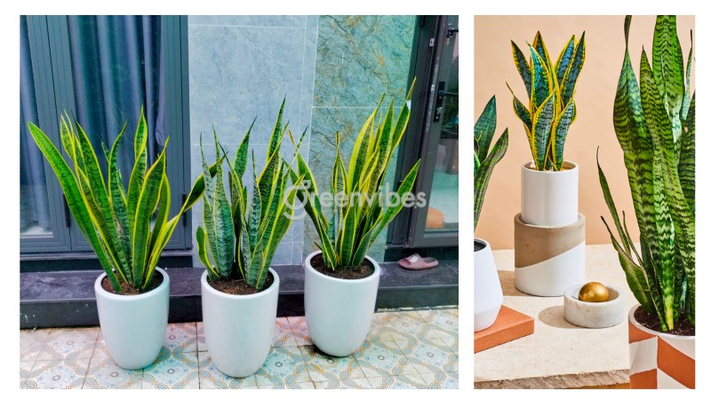 Trồng cây lưỡi hổ trước nhà có tốt không? Có nên trồng không?