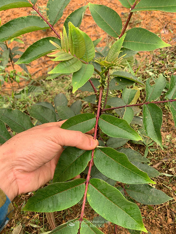 Trồng cây mắc khẻn