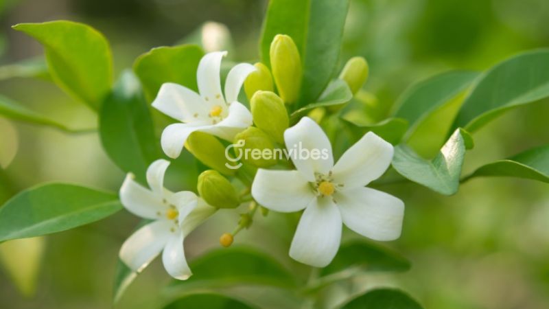 Trồng cây nguyệt quế trước nhà được không Trồng cây nguyệt quế trước cửa nhà - Caycoi.net