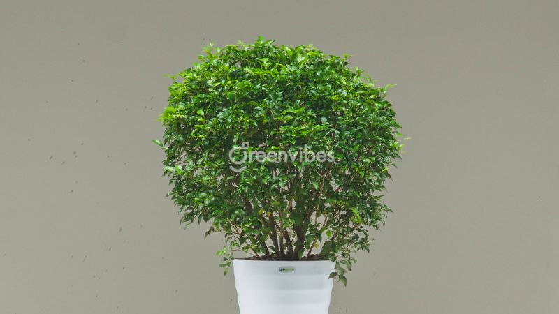 Có nên trồng cây nguyệt quế trước nhà Trồng cây nguyệt quế trước nhà có tốt không - Caycoi.net