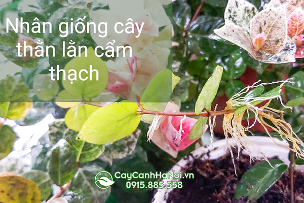 Cách trồng cây thằn lằn cẩm thạch