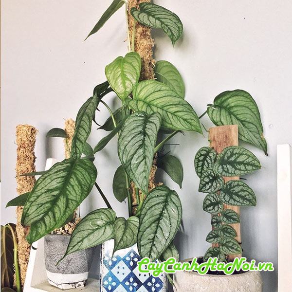 Trồng cây trầu bàMonstera Siltepecana trang trí nội thất