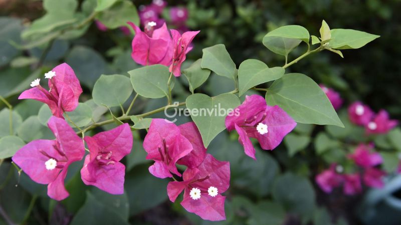 Trồng hoa giấy trước nhà có tốt không - Caycoi.net