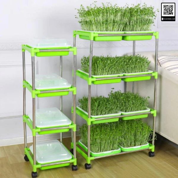 trong-rau-mam-thuy-canh-bang-khay-mam